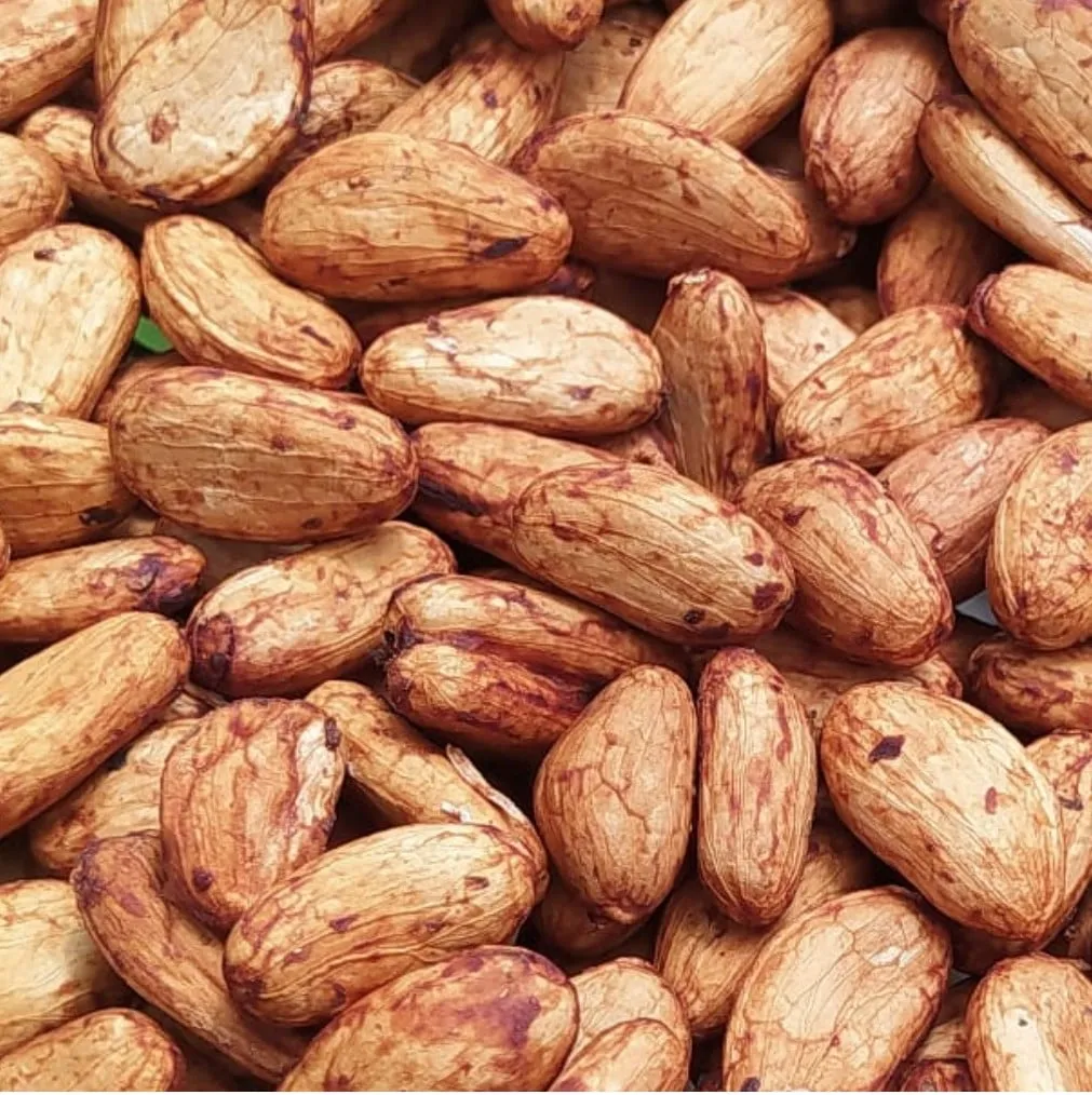 a picture of bunch cacao beans