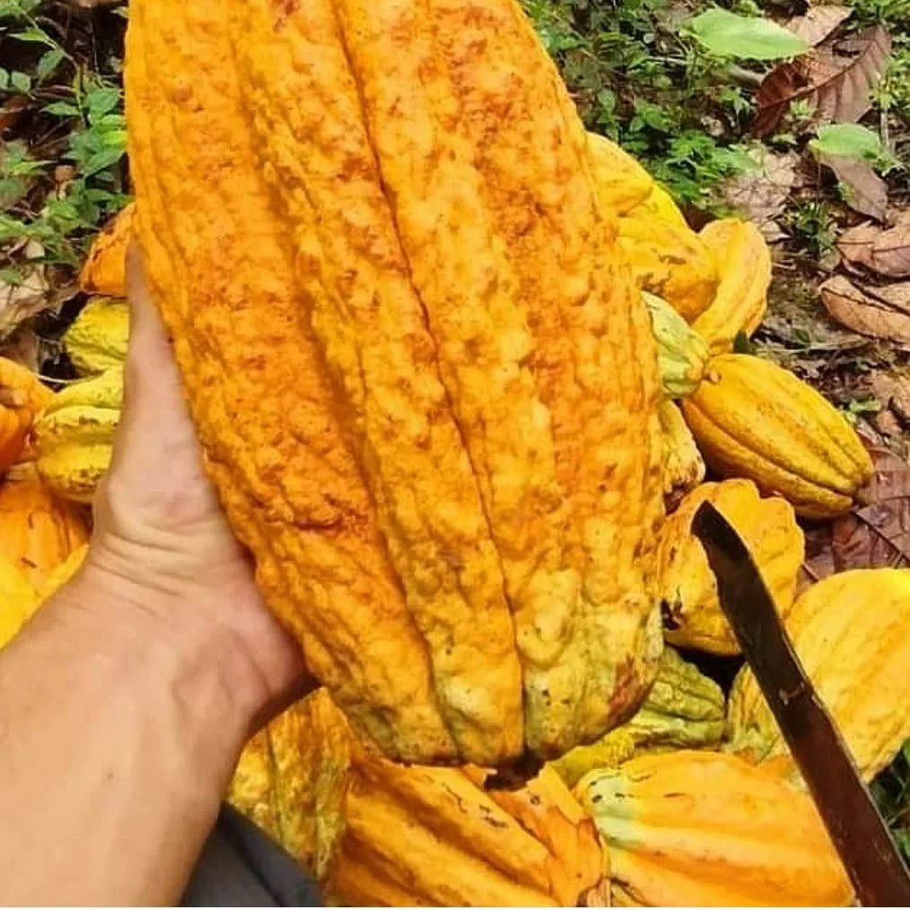 A Picture of a Cacao raw plant being cut into with a big knife