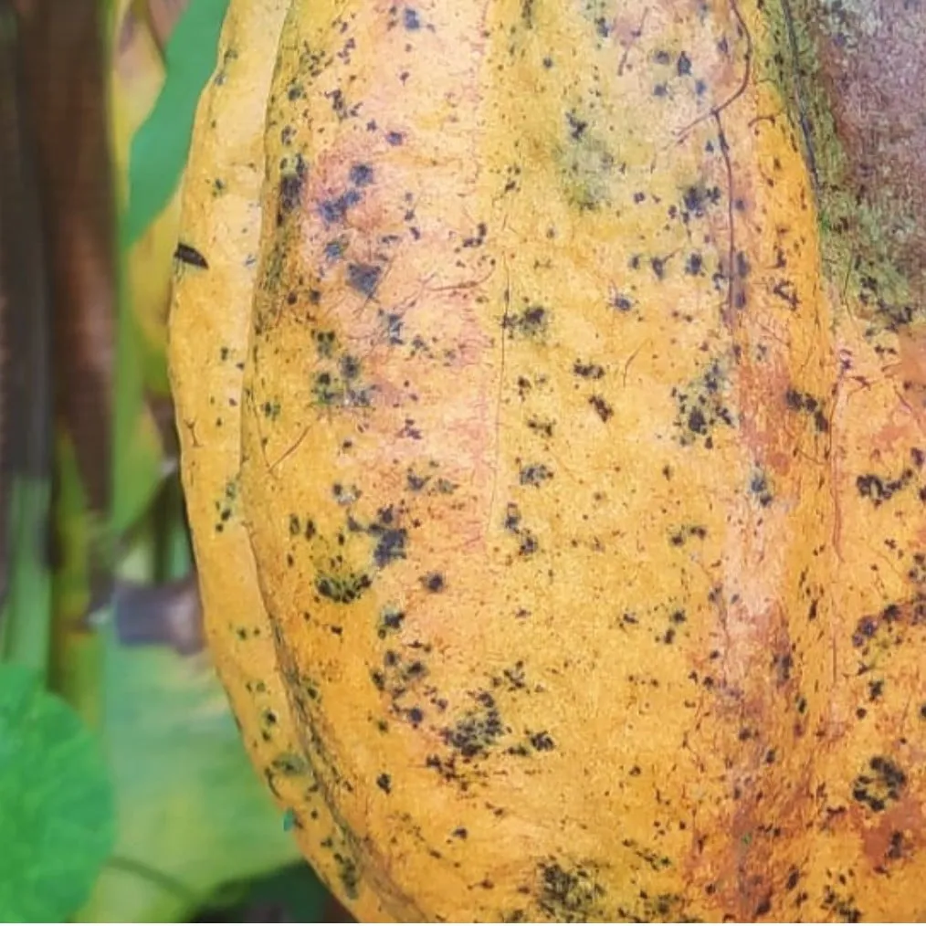 a picture of a cacao pod