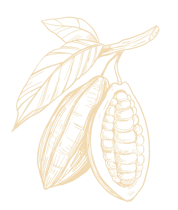 an icon drawing of a cacao plant