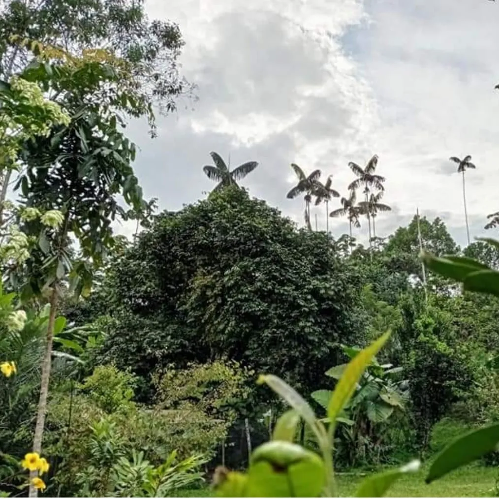 A picture of the jungle where cacao is grown