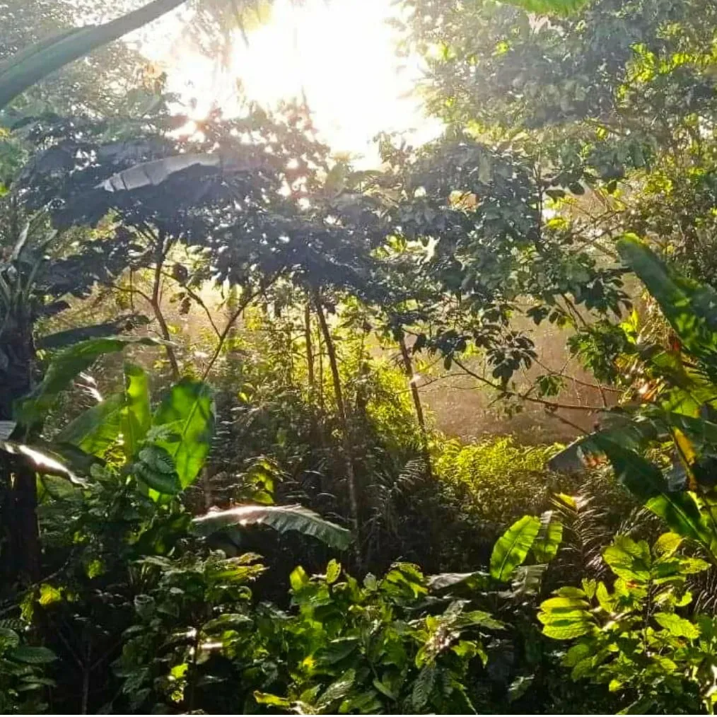 A picture of a sunny day inside a jungle