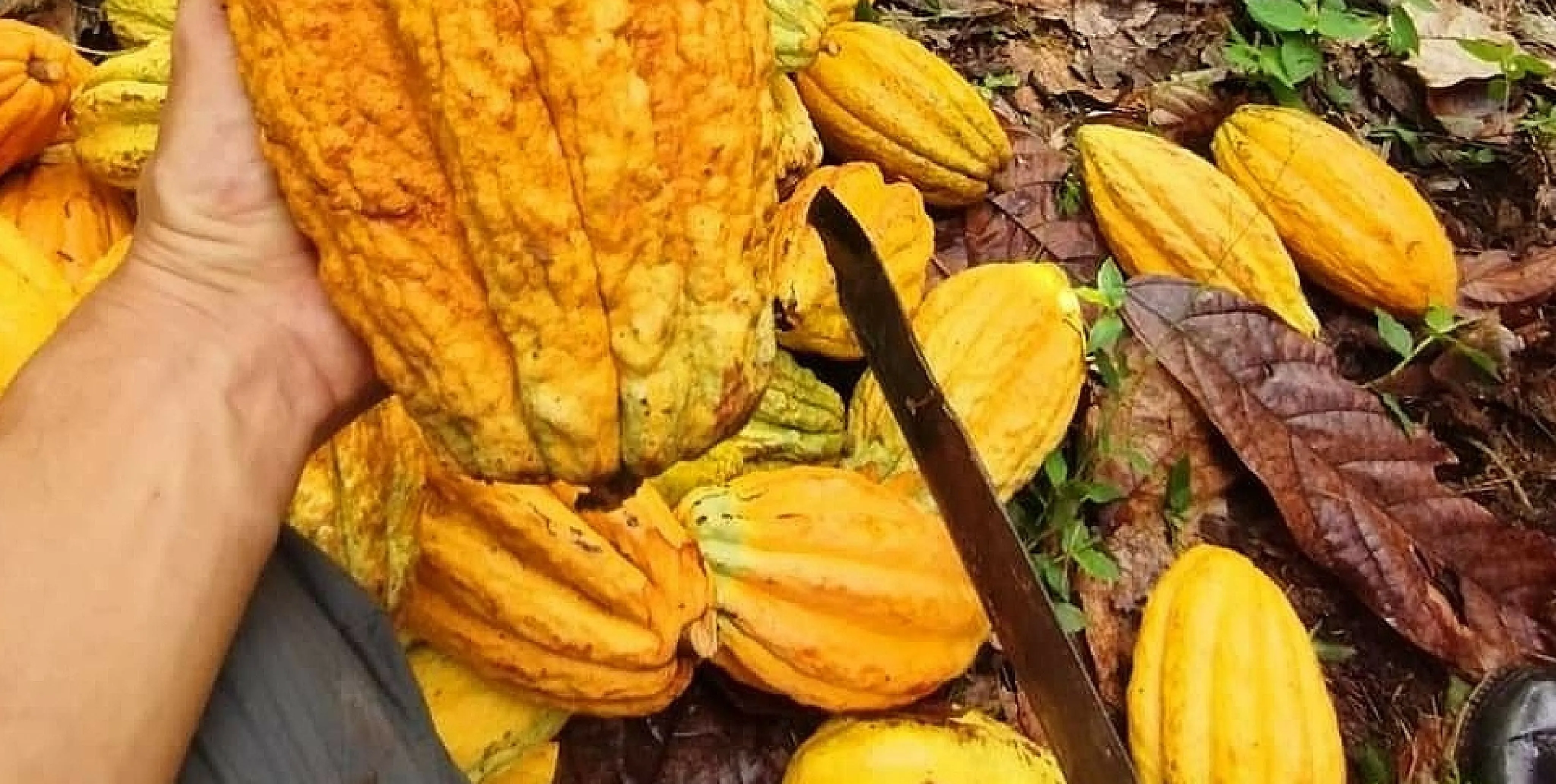 A Picture of a Cacao raw plant being cut into with a big knife