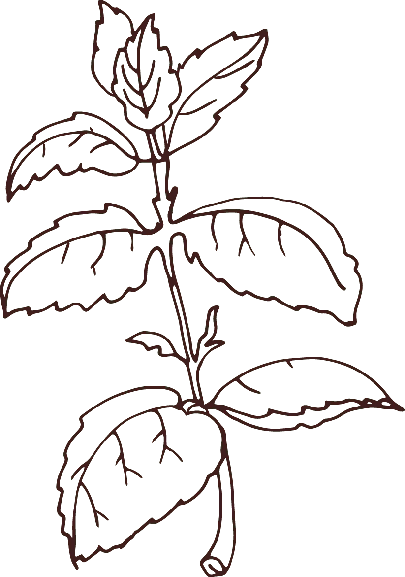 an illustrated drawing of a cacao plant