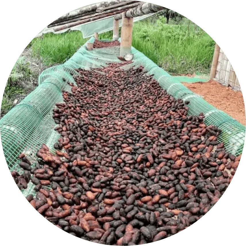 A picture of raw cacao beans drying in the sun