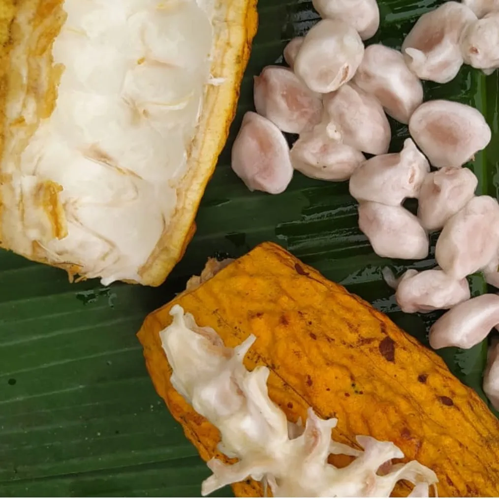 a picture of an open cacao pods