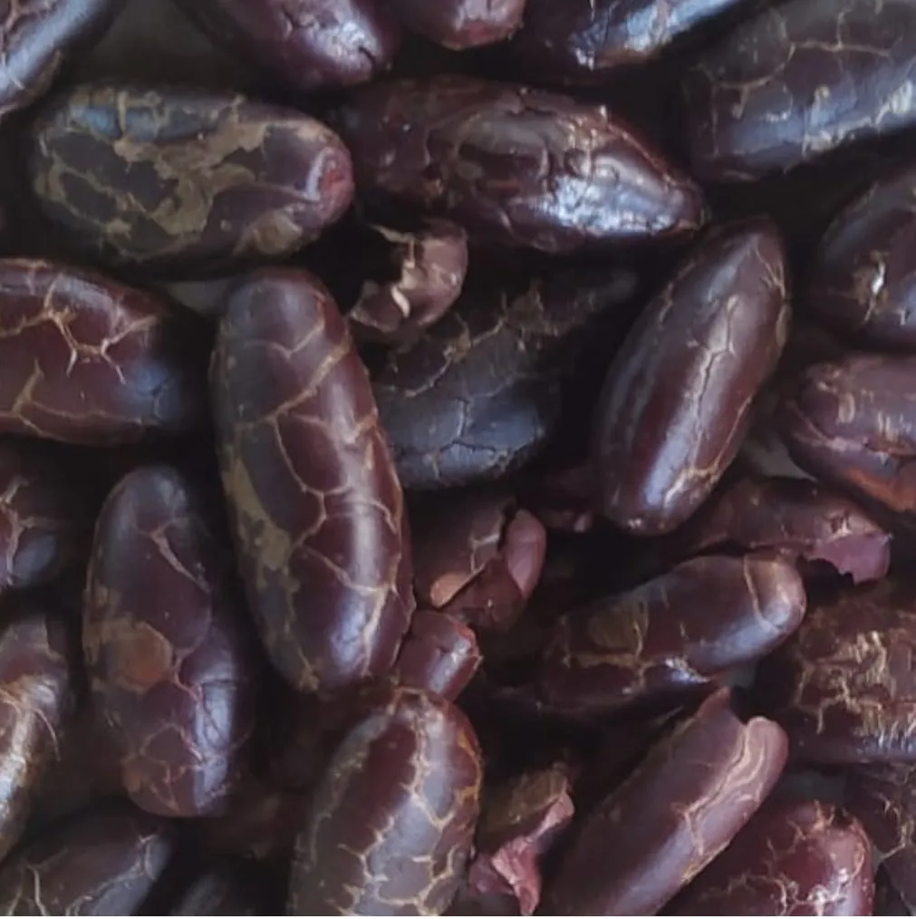 A picture of a bunch of roasted cacao beans